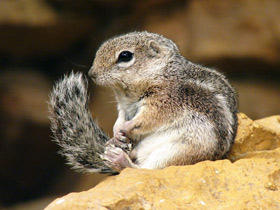 Смотреть фото Антилоповый суслик Фото Антилоповый суслик