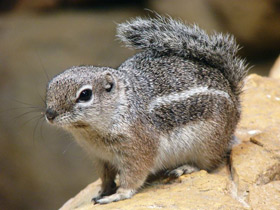 Смотреть фото Антилоповый суслик Фото Антилоповый суслик