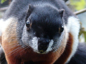 Белка Превоста Белка Превоста