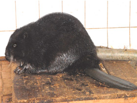 Смотреть фото Бобр Фото Бобр