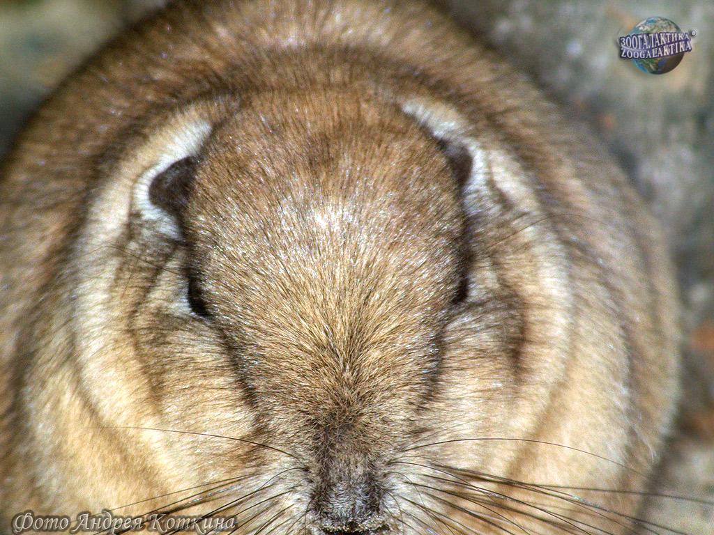 Смотреть фото Гунди Фото Гунди