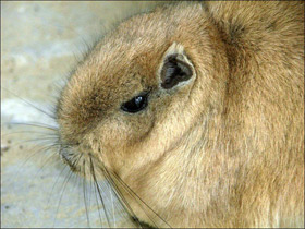 Гунди Гунди