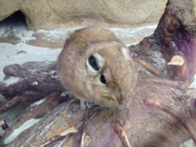 Смотреть фото Гунди Фото Гунди