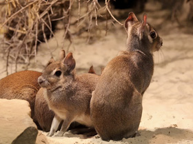 Смотреть фото Чакоанская мара Фото Чакоанская мара