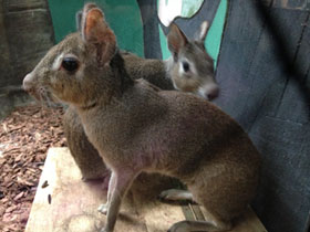 Смотреть фото Чакоанская мара Фото Чакоанская мара