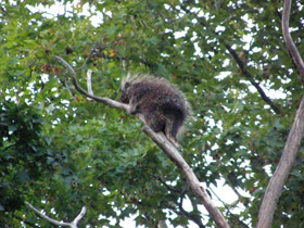 Смотреть фото Поркупин Фото Поркупин