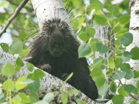 Смотреть фото Поркупин Фото Поркупин