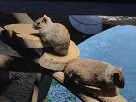 Смотреть фото Моко Фото Моко