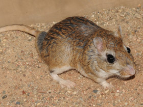 Смотреть фото Тамарисковая песчанка Фото Тамарисковая песчанка