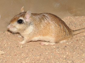 Смотреть фото Тамарисковая песчанка Фото Тамарисковая песчанка