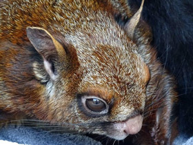 Гигантская индийская летяга Гигантская индийская летяга