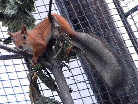 Смотреть фото Обыкновенная белка Фото Обыкновенная белка