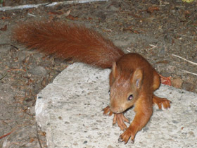 Смотреть фото Обыкновенная белка Фото Обыкновенная белка