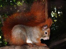 Обыкновенная белка Обыкновенная белка