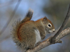 Американская красная белка Американская красная белка