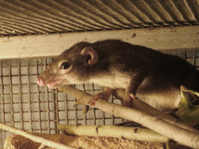 Смотреть фото Обыкновенная тупайа Фото Обыкновенная тупайа