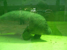 Смотреть фото Американский ламантин Фото Американский ламантин