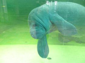 Смотреть фото Американский ламантин Фото Американский ламантин