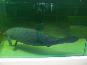 Смотреть фото Американский ламантин Фото Американский ламантин