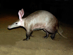 Смотреть фото Трубкозуб: насекомоядное копытное Фото Трубкозуб: насекомоядное копытное