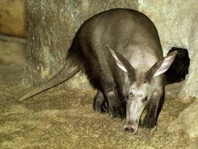Смотреть фото Трубкозуб: насекомоядное копытное Фото Трубкозуб: насекомоядное копытное