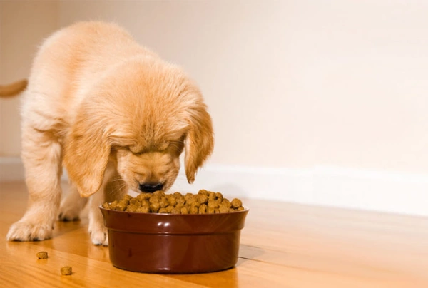 Что должен знать будущий владелец собаки о содержании и уходе за питомцем