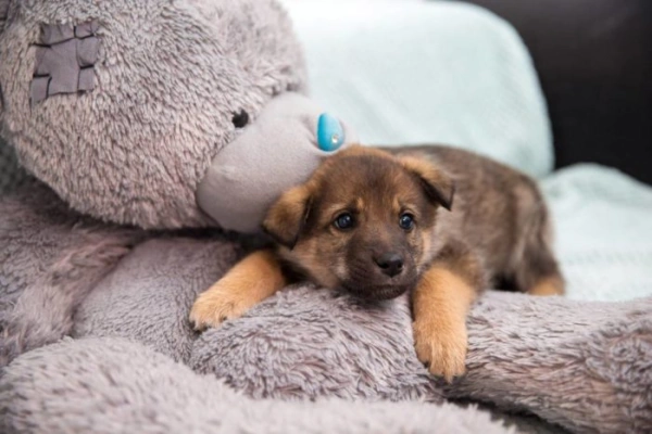 Что должен знать будущий владелец собаки о содержании и уходе за питомцем