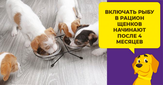 Как правильно кормить собаку рыбой?