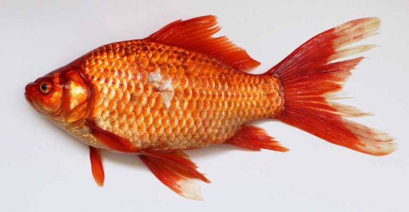 Как правильно кормить собаку рыбой?