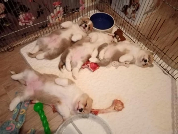 Кормление щенков натуральными сырыми продуктами