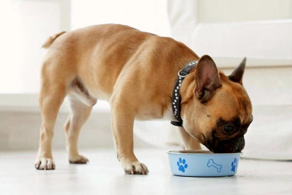 Правильное питание собаки: значение жиров и углеводов