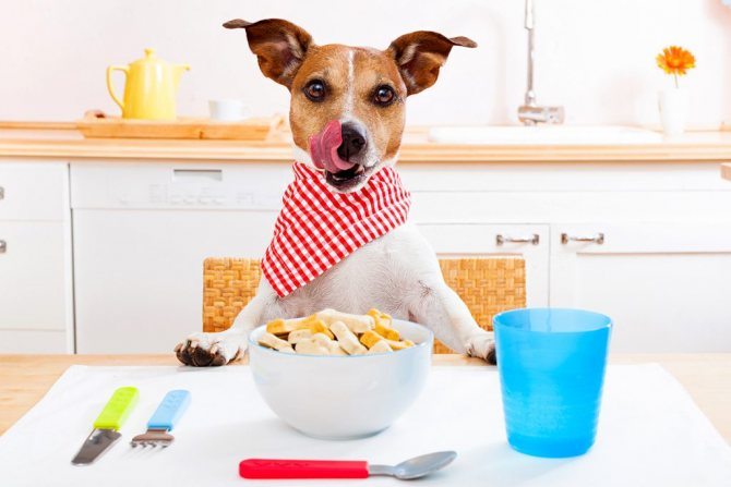 Сколько калорий должна употреблять собака в день