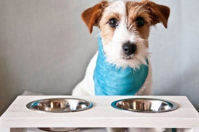 Сколько калорий должна употреблять собака в день