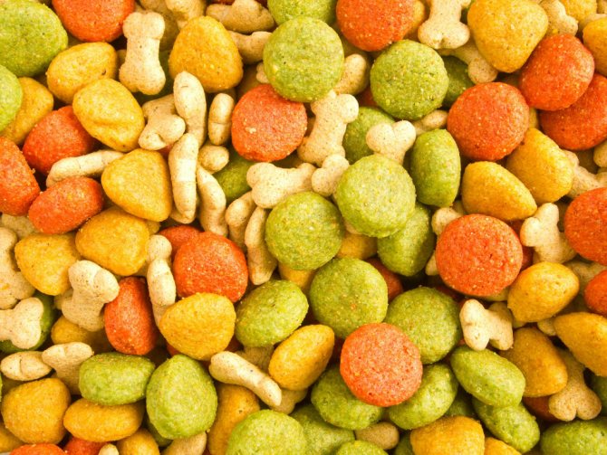 Сколько раз в день кормят собаку?