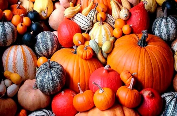 В каком виде давать собаке тыкву?