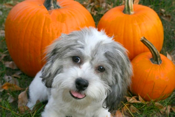 В каком виде давать собаке тыкву?