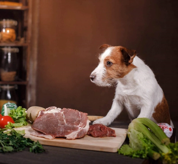 Выбираем мясо для собак