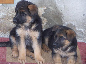 Смотреть фото Два брата Фото Два брата