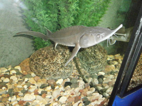 Смотреть фото Сибирский осётр Фото Сибирский осётр