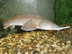 Смотреть фото Сибирский осётр Фото Сибирский осётр