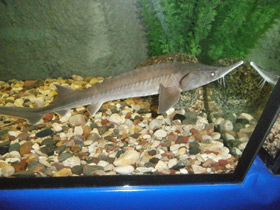 Смотреть фото Сибирский осётр Фото Сибирский осётр