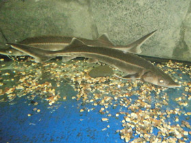 Смотреть фото Стерлядь Фото Стерлядь