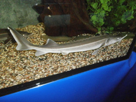 Смотреть фото Стерлядь Фото Стерлядь