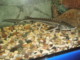 Смотреть фото Амурский осётр Фото Амурский осётр