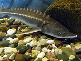 Смотреть фото Амурский осётр Фото Амурский осётр