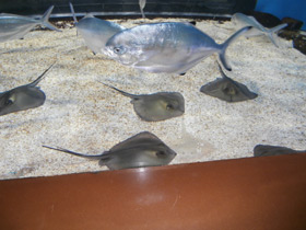 Смотреть фото Морской кот Фото Морской кот