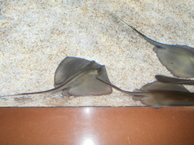 Смотреть фото Морской кот Фото Морской кот