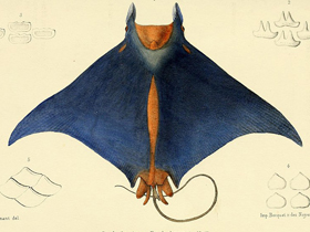 Фото Малая гвинейская мобула