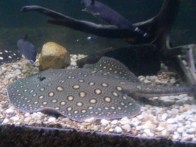 Смотреть фото Речной глазчатый хвостокол Фото Речной глазчатый хвостокол