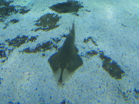 Смотреть фото Пятнистый гитарный скат Фото Пятнистый гитарный скат